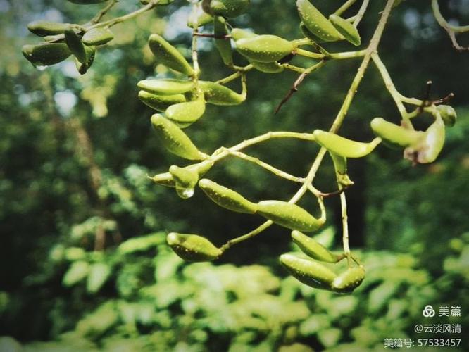 壳中的宇宙 从一只蜗牛看生命、感知与时代焦虑