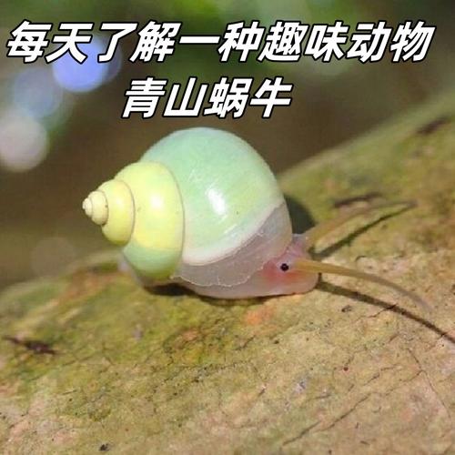 每天了解一种趣味动物 青山蜗牛——灵动蜗牛
