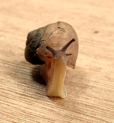 蜗牛
